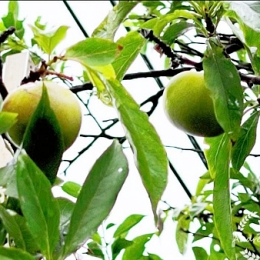 2021/06/06 愛你愛伊6.6.豐碩