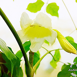 2019/05/17 幸福樹