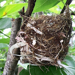 2019/05/21 水梨樹上的小生命